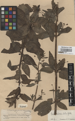 LE 00017095