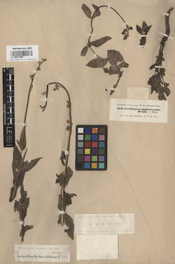 LE 00017096