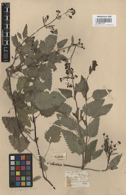 LE 00017110