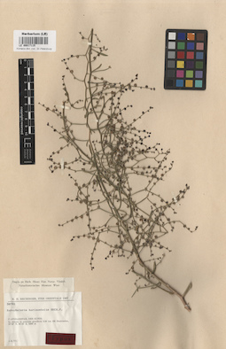 LE 00017115