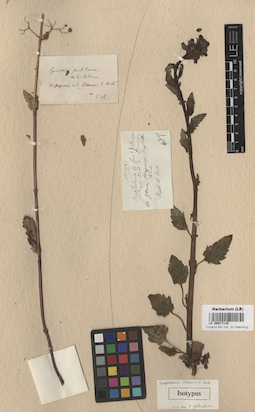LE 00017116