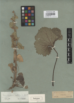 LE 00017119