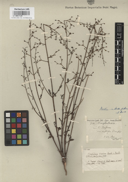 LE 00017129