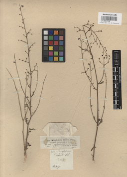 LE 00017130
