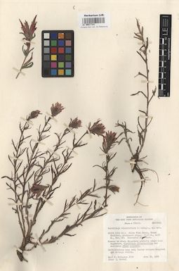 LE 00017181