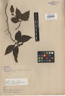LE 00017221
