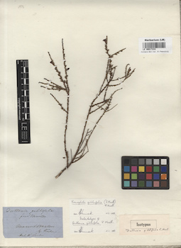 LE 00017233