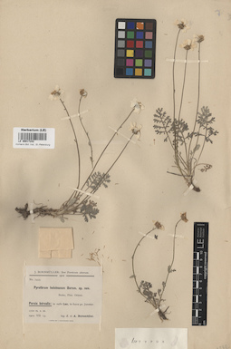 LE 00017242