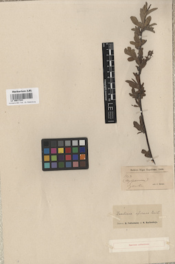 LE 00017243