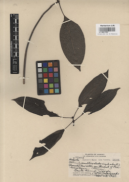 LE 00017254