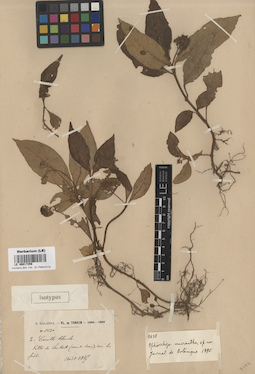 LE 00017256