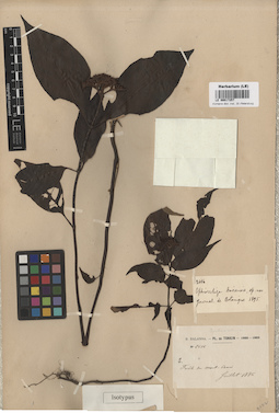 LE 00017257