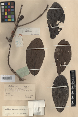 LE 00017263