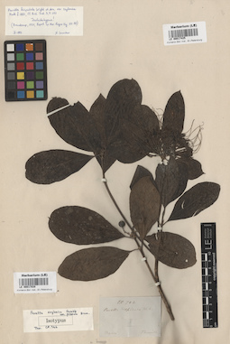 LE 00017425