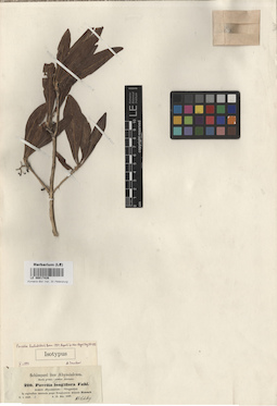 LE 00017426