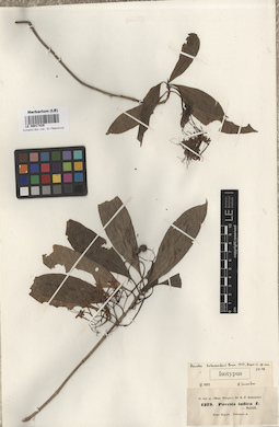 LE 00017429