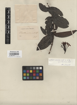 LE 00017431