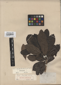LE 00017432