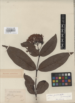 LE 00017433