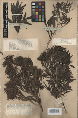 LE 00017435