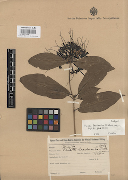 LE 00017438