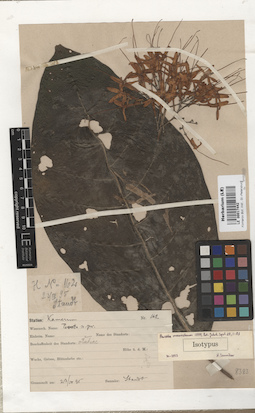 LE 00017442