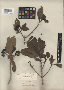 LE 00017443
