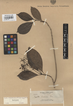 LE 00017447