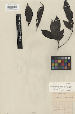 LE 00017448