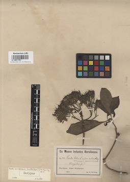 LE 00017451