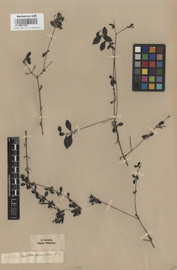 LE 00017453