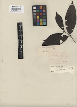 LE 00017455