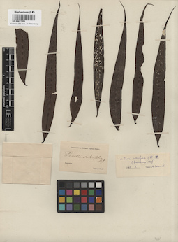 LE 00017456