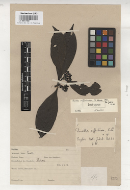 LE 00017460
