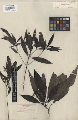 LE 00017463