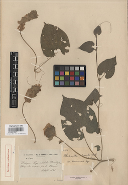 LE 00017687