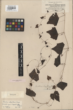 LE 00017694