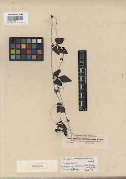 LE 00017703