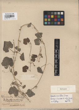 LE 00017704