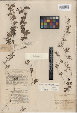 LE 00017706