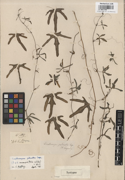 LE 00017709