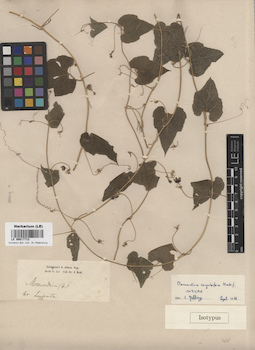 LE 00017713