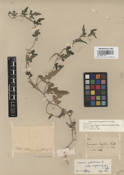 LE 00017731