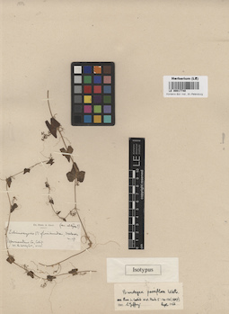 LE 00017740
