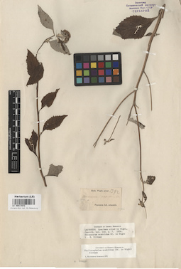 LE 00017872