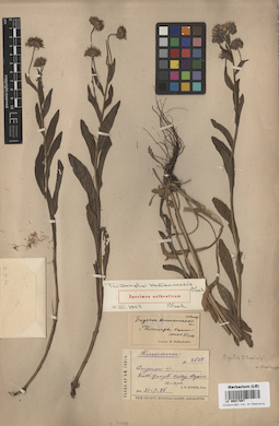 LE 00017907
