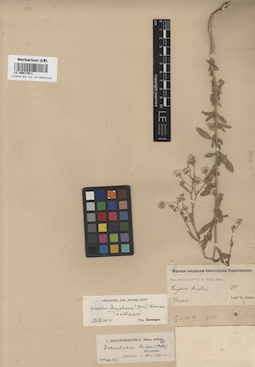 LE 00017911