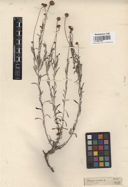LE 00017937