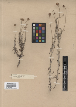 LE 00017940