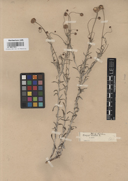 LE 00017941